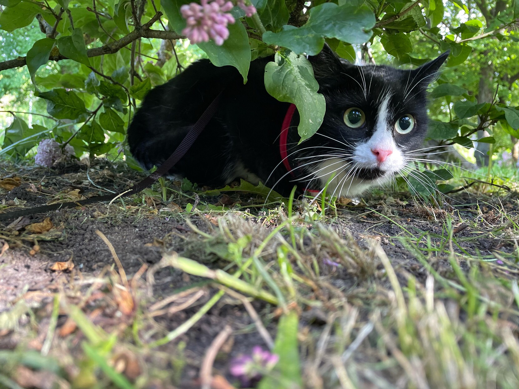 large eyes tuxedo cat under a bush