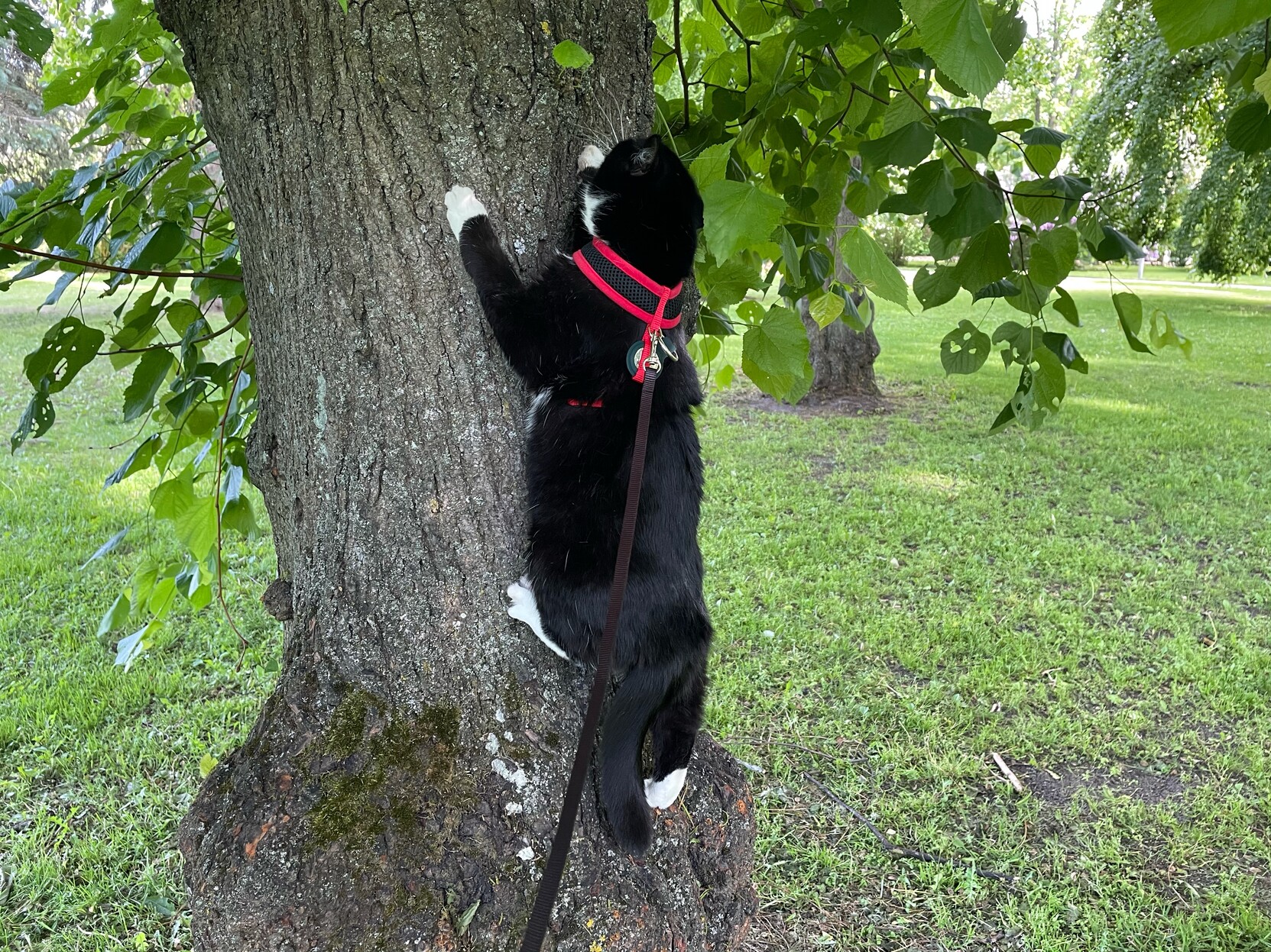 Cat on a leash climbs tree