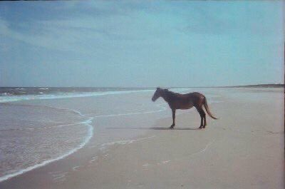 horse staring out at the sea meme