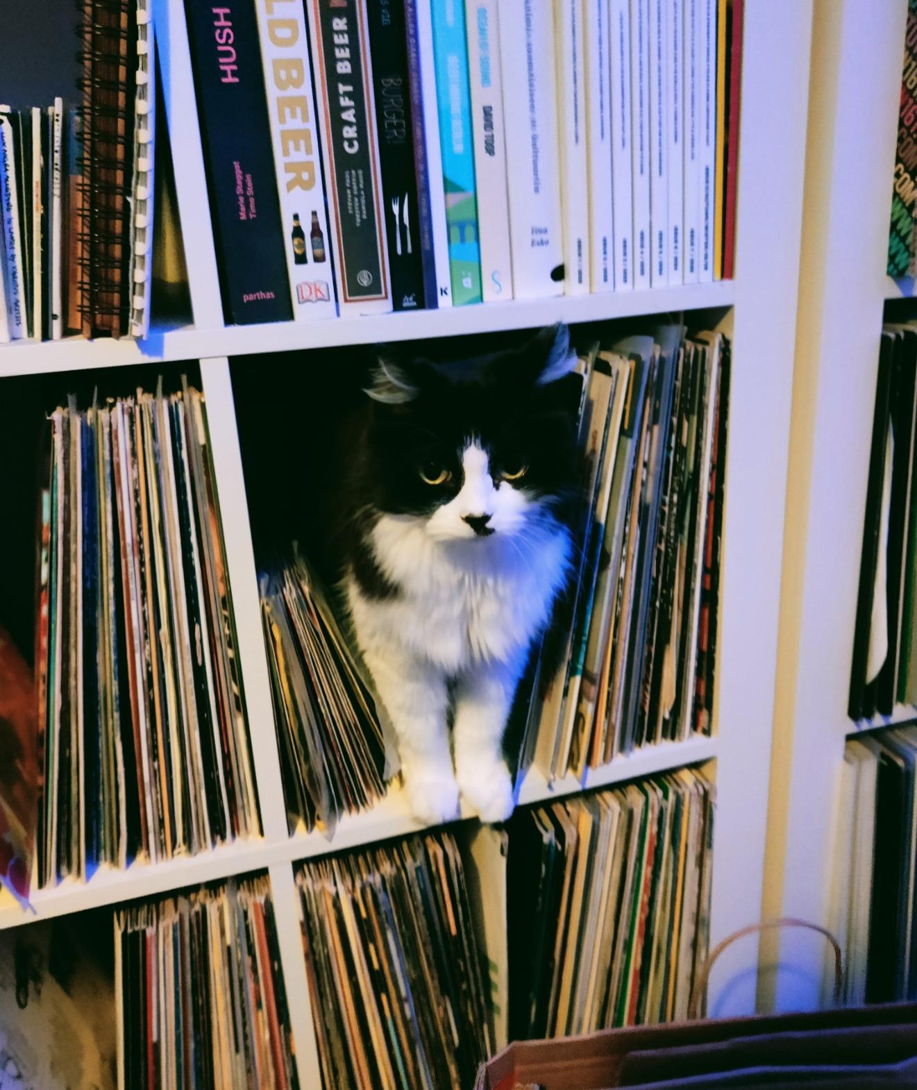 A tuxedo cat sitting on a shelf, surrounded by vinyl records and looking guilty